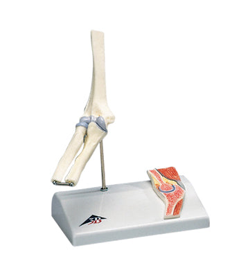 3B Scientific Anatomical Model - mini elbow joint with cross section of bone on base - Includes 3B Smart Anatomy — for Anatomical Models in Clinical and Institutional Care