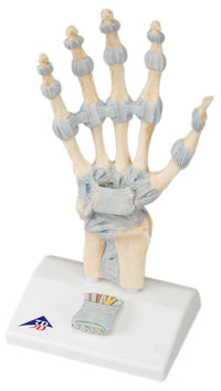 3B Scientific Anatomical Model - hand skeleton with ligaments - Includes 3B Smart Anatomy — for Anatomical Models in Clinical and Institutional Care