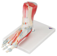 3B Scientific Anatomical Model - foot skeleton with removable ligaments & muscles, 6-part - Includes 3B Smart Anatomy — for Anatomical Models in Clinical and Institutional Care