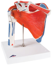 3B Scientific Anatomical Model - shoulder joint with rotator cuff - Includes 3B Smart Anatomy — for Anatomical Models in Clinical and Institutional Care