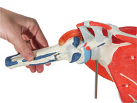 3B Scientific Anatomical Model - shoulder joint with rotator cuff - Includes 3B Smart Anatomy — for Anatomical Models in Clinical and Institutional Care