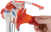 3B Scientific Anatomical Model - shoulder joint with rotator cuff - Includes 3B Smart Anatomy — for Anatomical Models in Clinical and Institutional Care