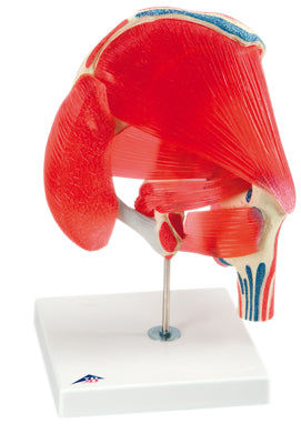 3B Scientific Anatomical Model - hip joint with removable muscles, 7-part - Includes 3B Smart Anatomy — for Anatomical Models in Clinical and Institutional Care