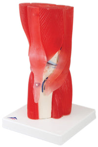 3B Scientific Anatomical Model - knee joint with removable muscles, 12-part - Includes 3B Smart Anatomy — for Anatomical Models in Clinical and Institutional Care