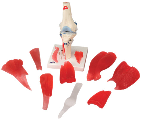 3B Scientific Anatomical Model - knee joint with removable muscles, 12-part - Includes 3B Smart Anatomy — for Anatomical Models in Clinical and Institutional Care