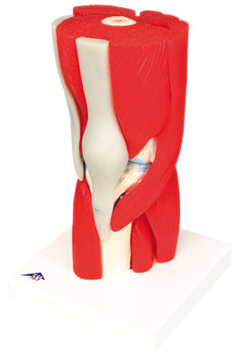 3B Scientific Anatomical Model - knee joint with removable muscles, 12-part - Includes 3B Smart Anatomy — for Anatomical Models in Clinical and Institutional Care