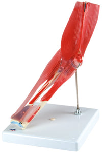 3B Scientific Anatomical Model - elbow joint with removable muscles, 8-part - Includes 3B Smart Anatomy — for Anatomical Models in Clinical and Institutional Care