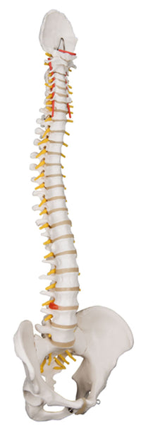 3B Scientific Anatomical Model - flexible spine, classic, with male pelvis - Includes 3B Smart Anatomy — for Anatomical Models in Clinical and Institutional Care