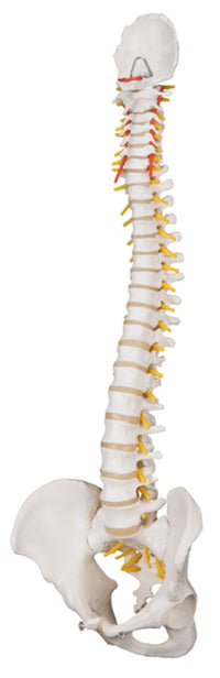3B Scientific Anatomical Model - flexible spine, classic, with male pelvis - Includes 3B Smart Anatomy — for Anatomical Models in Clinical and Institutional Care
