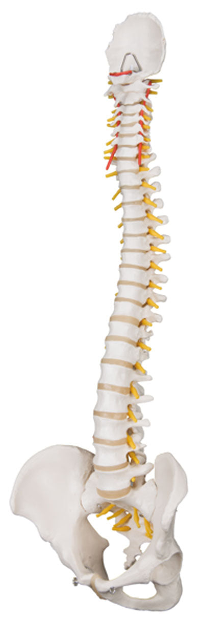 3B Scientific Anatomical Model - flexible spine, classic, with male pelvis - Includes 3B Smart Anatomy — for Anatomical Models in Clinical and Institutional Care