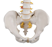 3B Scientific Anatomical Model - flexible spine, classic, with male pelvis - Includes 3B Smart Anatomy — for Anatomical Models in Clinical and Institutional Care