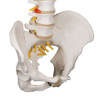 3B Scientific Anatomical Model - flexible spine, classic, with male pelvis - Includes 3B Smart Anatomy — for Anatomical Models in Clinical and Institutional Care