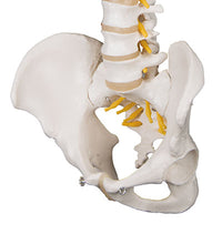 3B Scientific Anatomical Model - flexible spine, classic, with male pelvis - Includes 3B Smart Anatomy — for Anatomical Models in Clinical and Institutional Care