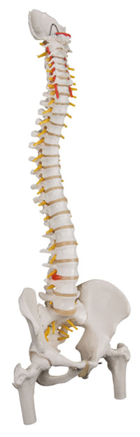 3B Scientific Anatomical Model - flexible spine, classic, with femur heads - Includes 3B Smart Anatomy — for Anatomical Models in Clinical and Institutional Care