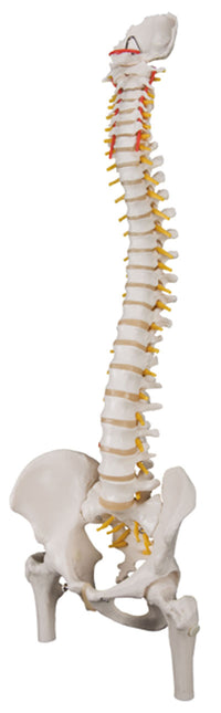 3B Scientific Anatomical Model - flexible spine, classic, with femur heads - Includes 3B Smart Anatomy — for Anatomical Models in Clinical and Institutional Care