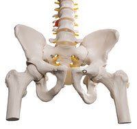 3B Scientific Anatomical Model - flexible spine, classic, with femur heads - Includes 3B Smart Anatomy — for Anatomical Models in Clinical and Institutional Care