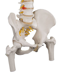 3B Scientific Anatomical Model - flexible spine, classic, with femur heads - Includes 3B Smart Anatomy — for Anatomical Models in Clinical and Institutional Care