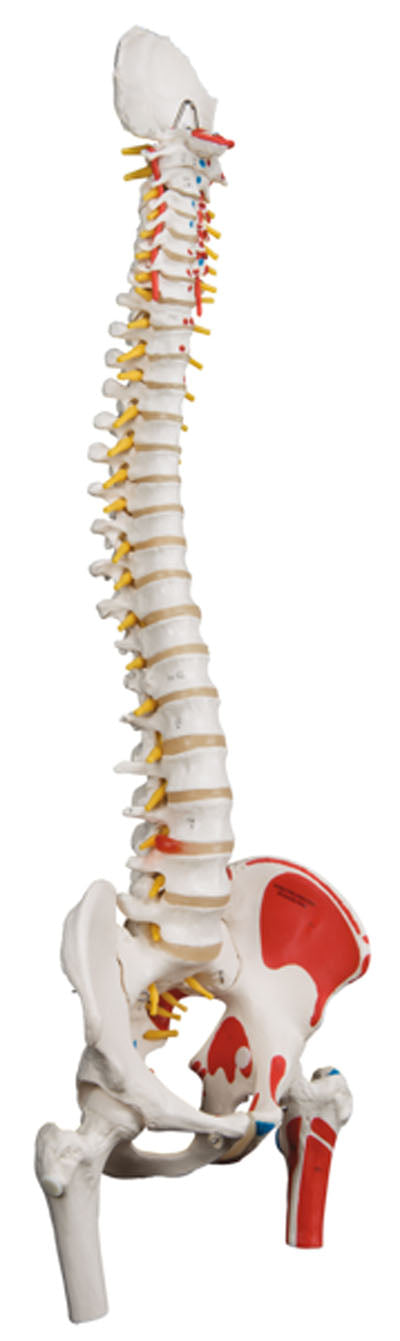 3B Scientific Anatomical Model - flexible spine, classic, with femur heads, muscles - Includes 3B Smart Anatomy — for Anatomical Models in Clinical and Institutional Care