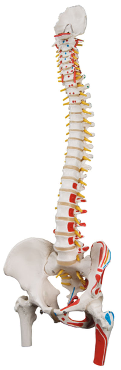 3B Scientific Anatomical Model - flexible spine, classic, with femur heads, muscles - Includes 3B Smart Anatomy — for Anatomical Models in Clinical and Institutional Care
