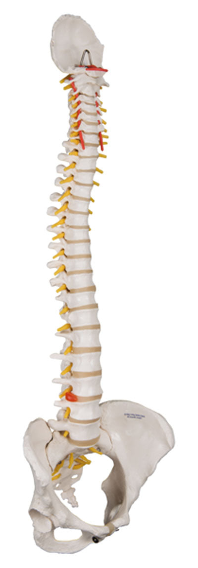 3B Scientific Anatomical Model - flexible spine, classic, with female pelvis - Includes 3B Smart Anatomy — for Anatomical Models in Clinical and Institutional Care
