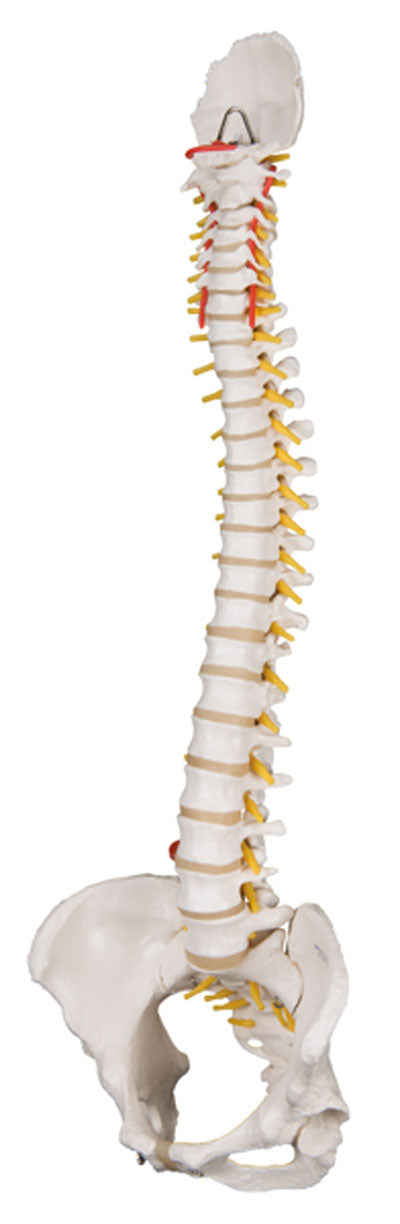 3B Scientific Anatomical Model - flexible spine, classic, with female pelvis - Includes 3B Smart Anatomy — for Anatomical Models in Clinical and Institutional Care