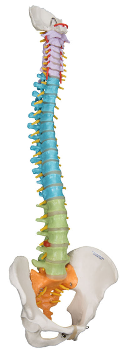 3B Scientific Anatomical Model - flexible spine, didactic - Includes 3B Smart Anatomy — for Anatomical Models in Clinical and Institutional Care