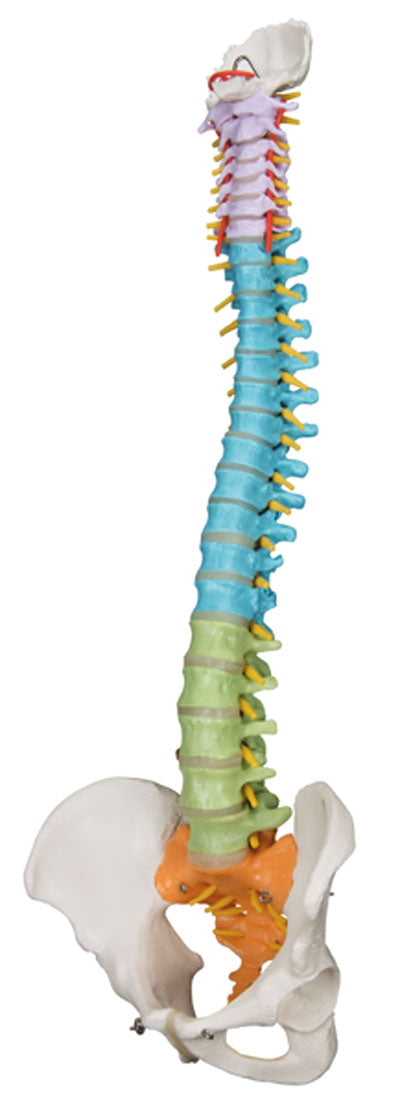 3B Scientific Anatomical Model - flexible spine, didactic - Includes 3B Smart Anatomy — for Anatomical Models in Clinical and Institutional Care