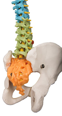 3B Scientific Anatomical Model - flexible spine, didactic - Includes 3B Smart Anatomy — for Anatomical Models in Clinical and Institutional Care