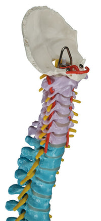 3B Scientific Anatomical Model - flexible spine, didactic - Includes 3B Smart Anatomy — for Anatomical Models in Clinical and Institutional Care