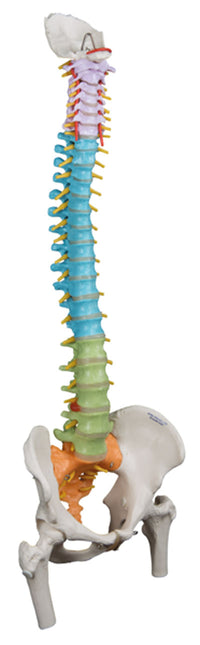 3B Scientific Anatomical Model - flexible spine, didactic with femur heads - Includes 3B Smart Anatomy — for Anatomical Models in Clinical and Institutional Care