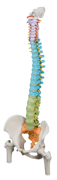 3B Scientific Anatomical Model - flexible spine, didactic with femur heads - Includes 3B Smart Anatomy — for Anatomical Models in Clinical and Institutional Care