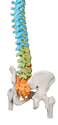 3B Scientific Anatomical Model - flexible spine, didactic with femur heads - Includes 3B Smart Anatomy — for Anatomical Models in Clinical and Institutional Care