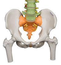 3B Scientific Anatomical Model - flexible spine, didactic with femur heads - Includes 3B Smart Anatomy — for Anatomical Models in Clinical and Institutional Care