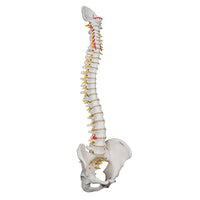 3B Scientific Anatomical Model - highly flexible flexible spine without stand - Includes 3B Smart Anatomy — for Anatomical Models in Clinical and Institutional Care