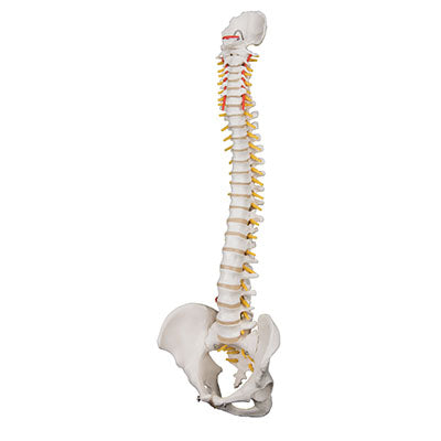 3B Scientific Anatomical Model - highly flexible flexible spine without stand - Includes 3B Smart Anatomy — for Anatomical Models in Clinical and Institutional Care