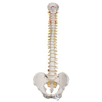 3B Scientific Anatomical Model - highly flexible flexible spine without stand - Includes 3B Smart Anatomy — for Anatomical Models in Clinical and Institutional Care