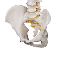 3B Scientific Anatomical Model - highly flexible flexible spine without stand - Includes 3B Smart Anatomy — for Anatomical Models in Clinical and Institutional Care