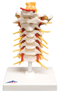3B Scientific Anatomical Model - cervical spinal column - Includes 3B Smart Anatomy — for Anatomical Models in Clinical and Institutional Care