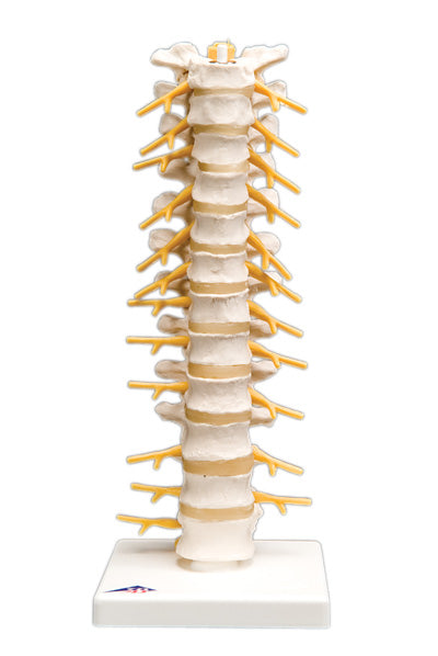 3B Scientific Anatomical Model - thoracic spinal column - Includes 3B Smart Anatomy — for Anatomical Models in Clinical and Institutional Care