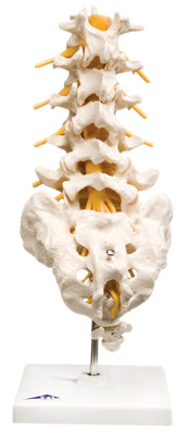 3B Scientific Anatomical Model - lumbar spinal column - Includes 3B Smart Anatomy — for Anatomical Models in Clinical and Institutional Care