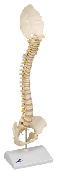 3B Scientific Anatomical Model - pediatric spine (BONElike) - Includes 3B Smart Anatomy — for Anatomical Models in Clinical and Institutional Care