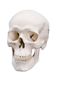 3B Scientific Anatomical Model - classic skull, 3 part - Includes 3B Smart Anatomy — for Anatomical Models in Clinical and Institutional Care