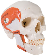 3B Scientific Anatomical Model - functional skull, 2 part with masticator muscles - Includes 3B Smart Anatomy — for Anatomical Models in Clinical and Institutional Care