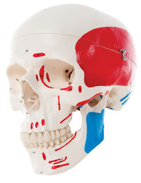 3B Scientific Anatomical Model - classic skull, 3-part painted - Includes 3B Smart Anatomy — for Anatomical Models in Clinical and Institutional Care