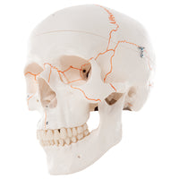 3B Scientific Anatomical Model - classic skull, 3-part numbered - Includes 3B Smart Anatomy — for Anatomical Models in Clinical and Institutional Care
