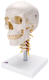 3B Scientific Anatomical Model - classic skull, 4 part, on cervical spine - Includes 3B Smart Anatomy — for Anatomical Models in Clinical and Institutional Care