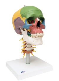 3B Scientific Anatomical Model - didactic skull, 4 part, on cervical spine - Includes 3B Smart Anatomy — for Anatomical Models in Clinical and Institutional Care