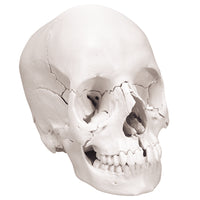 3B Scientific Anatomical Model - anatomical skull, Beauchene 22-part - Includes 3B Smart Anatomy — for Anatomical Models in Clinical and Institutional Care