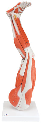 3B Scientific Anatomical Model - Regular muscular leg 9-part - Includes 3B Smart Anatomy — for Anatomical Models in Clinical and Institutional Care