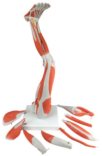 3B Scientific Anatomical Model - Regular muscular leg 9-part - Includes 3B Smart Anatomy — for Anatomical Models in Clinical and Institutional Care